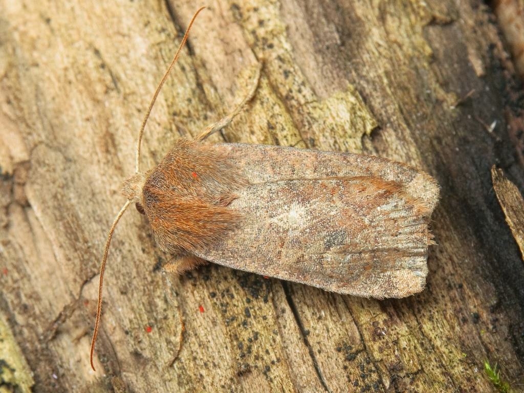 Conistra vaccinii (Linnaeus, 1761)